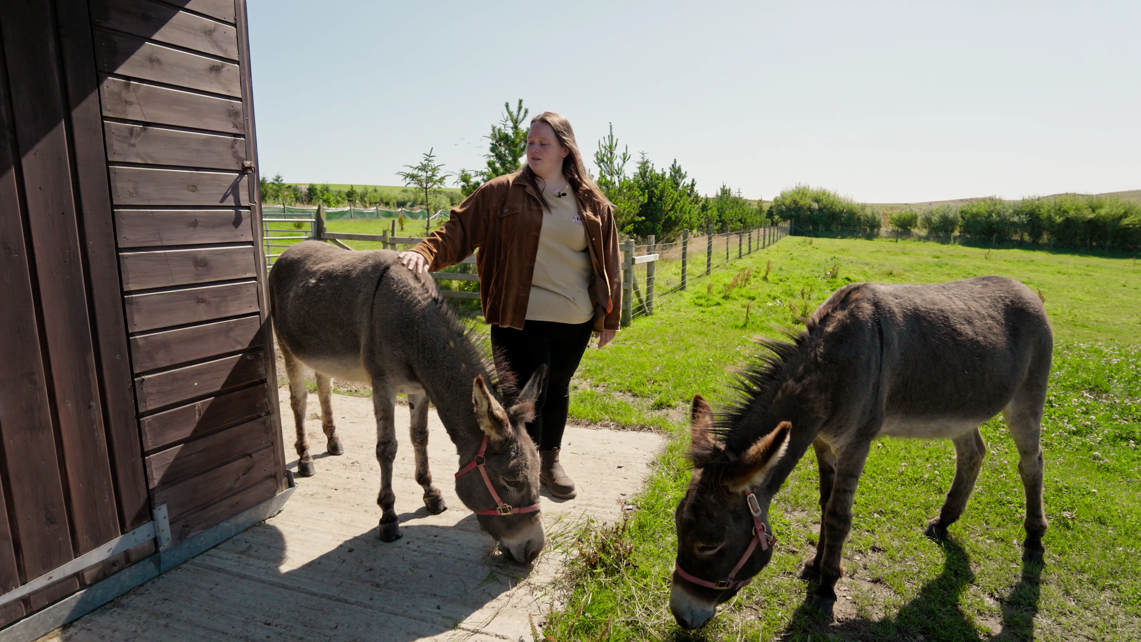 Breeshey Webb with two donkeys at the farm at The Children's Centre, Isle of Man, during filming for The Conister Bee Project by DotPerformance